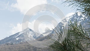 Closeup of pine tree needles with mountains covered by snow on background. Sochi, Russia.