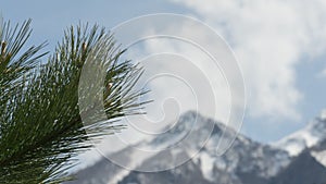 Closeup of pine tree needles with mountains covered by snow on background. Sochi, Russia.