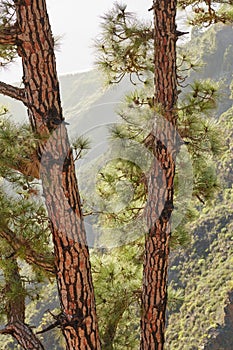 Closeup of pine trees in the forest. Nature landscape of tree trunk texture with lush green leaves in a wild eco