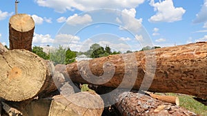 A closeup of pine wood. A large pile of sawn trees. The camera is in motion. Blue sky with white clouds. Slow motion