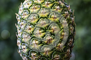 Closeup pineapple. Green outdoors bokeh background