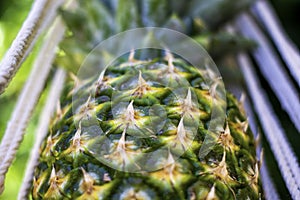 Closeup pineapple in hammock