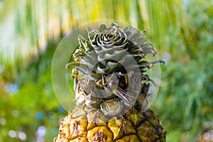 Closeup of pineapple tropical fruit outdoor shot background