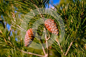 Closeup of a pinecone on a branch isolated