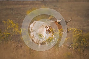 Closeup of a pineywoods cattle in the Spanish Dehesa under the sunlight in Salamanca  Spain