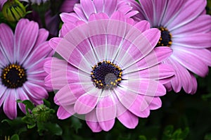 Closeup of pink african daisies