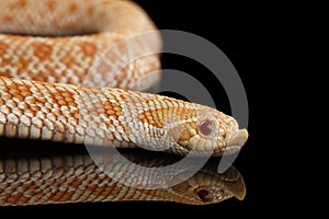 Closeup Pink Albino Western Hognose Snake, Heterodon nasicus isolated black