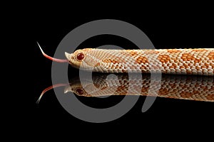 Closeup Pink Albino Western Hognose Snake, Heterodon nasicus isolated black