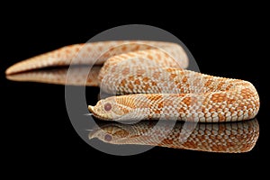 Closeup Pink Albino Western Hognose Snake, Heterodon nasicus isolated black