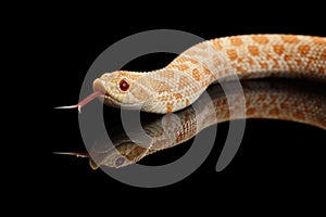 Closeup Pink Albino Western Hognose Snake, Heterodon nasicus isolated black