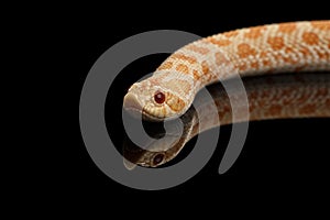 Closeup Pink Albino Western Hognose Snake, Heterodon nasicus isolated black