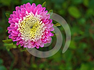 Closeup pink aster callistephus flower with sweet color and soft focus ,macro image
