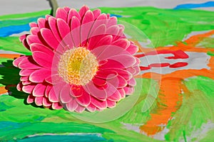 Closeup of a pink Barberton daisy on a colorful surface under the sunlight