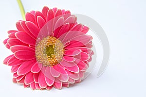 Closeup of pink a Barberton daisy on a white background with space for your text