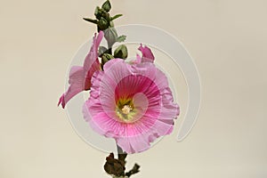 Closeup of pink beautiful isolated malva flowers