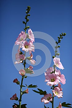 Closeup of pink beautiful isolated malva flowers