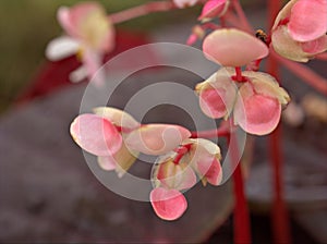 Closeup pink begonia flowers in garden with soft focus and green blurred background