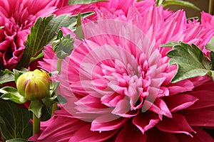 Closeup of pink big dahlia flower