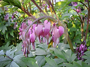 Closeup of pink bleeding heart flower blossom in spring garden