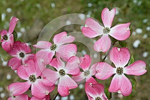 Closeup of pink blooming cornus cousa, dogwood bush