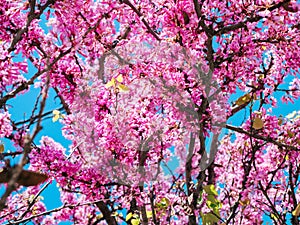 closeup pink blooming redbud flowers (Cercis siliquastrum) on a tree in spring