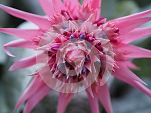 Closeup of pink bromelia in full bloom with blurred background