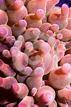 Pink bubbletip anemone tentacles