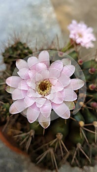 Closeup of pink cactus flower with its tree in the background