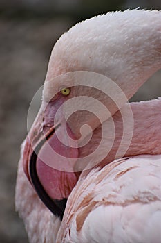 Closeup of a pink carribean Greater Flamingo in South Africa