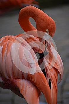 Closeup of a pink carribean Greater Flamingo in South Africa