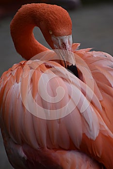 Closeup of a pink carribean Greater Flamingo in South Africa