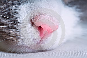 Closeup of pink cat nose. Macro view
