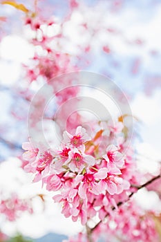 Closeup pink cherry blossom