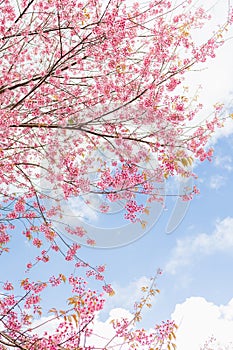 closeup pink cherry blossom and blue sky