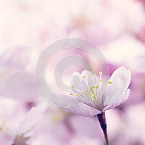 Closeup of pink cherry tree flowers