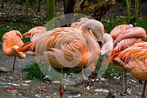 Closeup of a pink Chilean flamingo with his family in the background, Near threatened bird specie