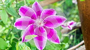 Closeup pink clematis in garden. Fully blooming, beauty in nature. Flowers of perennial clematis vines