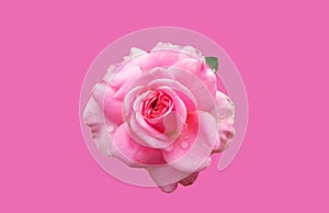 Closeup of pink colour single rose flower blossom blooming on pink background, stock photo, spring summer flower, single plants,