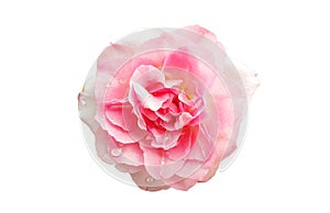 Closeup of pink colour single rose flower blossom blooming on white background, stock photo, spring summer flower, single plants,