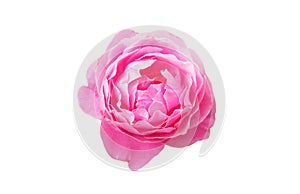 Closeup of pink colour single rose flower blossom blooming on white background, stock photo, spring summer flower, single plants,