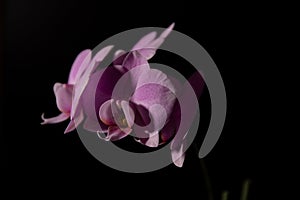 Closeup pink contrast orchids on black background