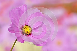 Closeup of pink cosmos flower