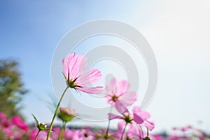 Closeup of pink Cosmos flower with blue sky under sunlight with copy space background natural green plants landscape, ecology