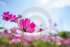 Closeup of pink Cosmos flower with blue sky under sunlight with copy space background natural green plants landscape, ecology