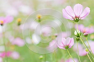 Closeup pink cosmos flower, season nature, space, landscape