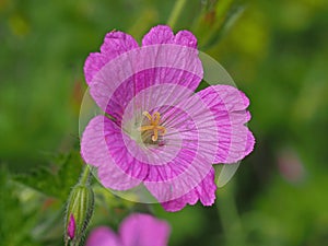 Closeup of a pink cranesbill geranium flower