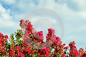 Pink crepe myrtle in fluffy clouds backgrounds photo