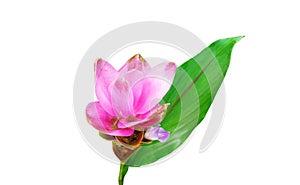 Closeup, Pink curcuma zanthorrhiza flowers blossom bloom isolated white background, The beauty of natural flowers, Floral summer,