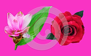 Closeup, pink curcuma zanthorrhiza and red rose flowers blossom bloom isolated pink background, The beauty of natural flowers,