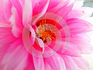 Closeup pink dahlia capitulum